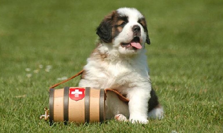 perro 6