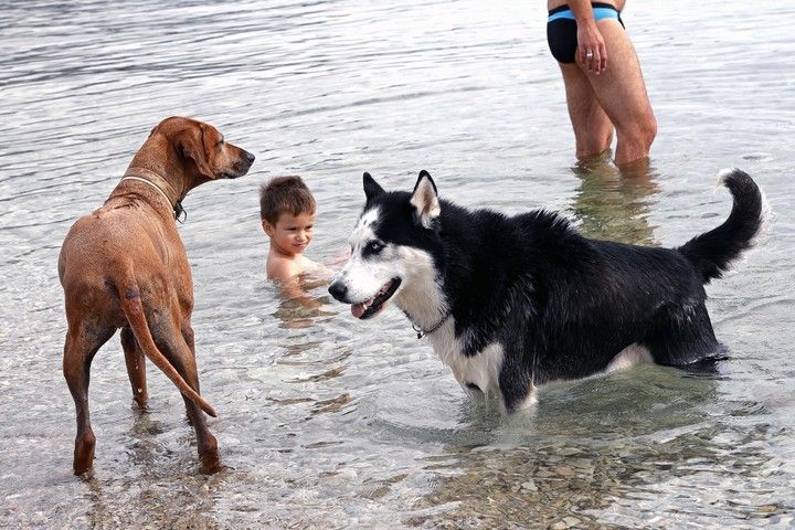 perros