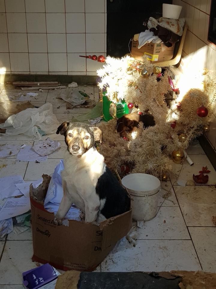 dignidad animal eden