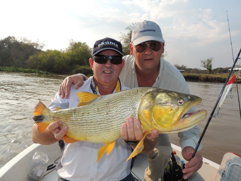 Dorado en Reconquista