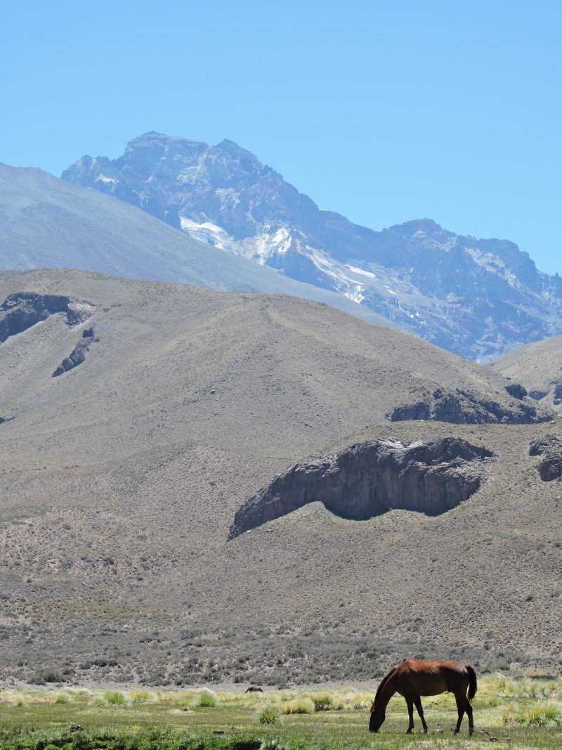 caballo sur argentino