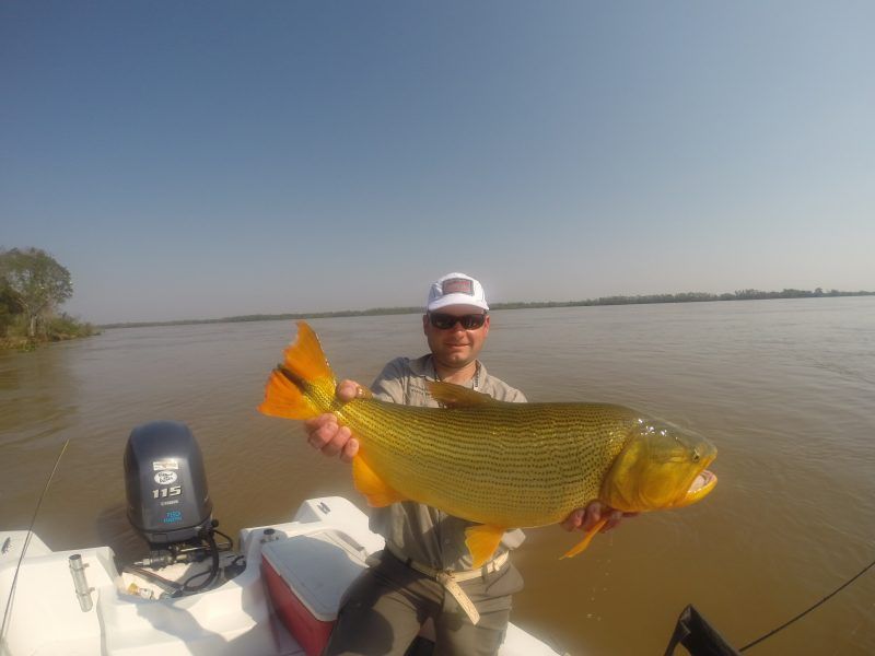 dorado en reconquista