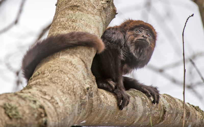 monos fiebre amarilla