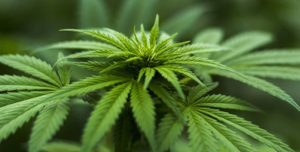 cannabis 