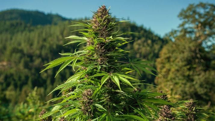 cannabis 