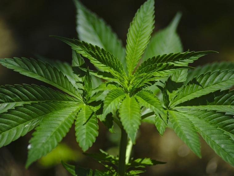 cannabis 