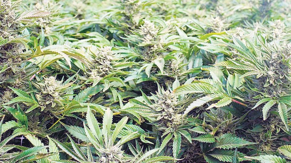 cannabis 