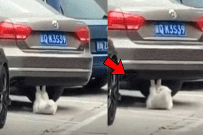Gato se vuelve viral al hacer abdominales en un auto