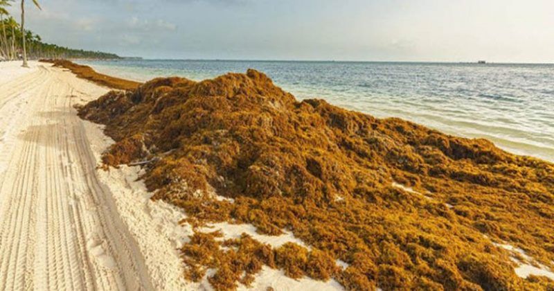 sargazo Caribe México