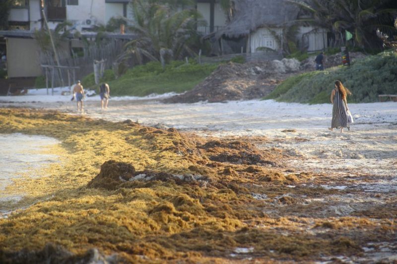 sargazo Caribe México