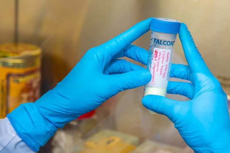 Filtros solares: científicos santafesinos detectaron perturbaciones hormonales por un químico usado en productos de protección contra los rayos UV