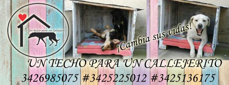 Perros Comunitarios ONG