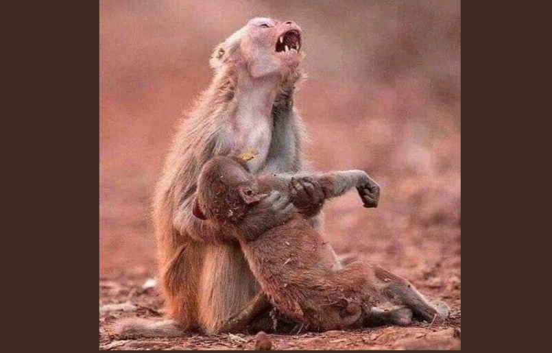 El mensaje de Greenpeace Brasil sobre el incendio del Amazonas