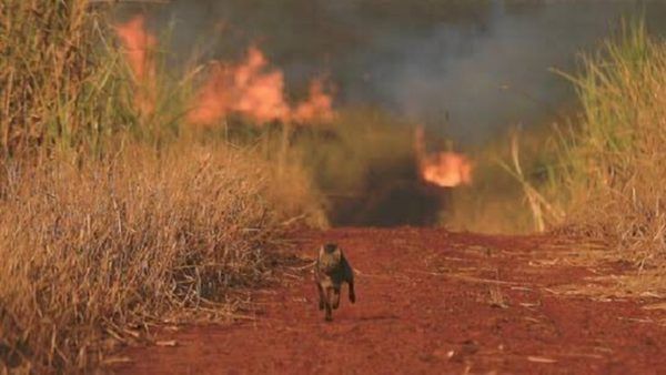 Incendio en el Amazonas: por qué pasó, cómo afecta y cómo ayudar
