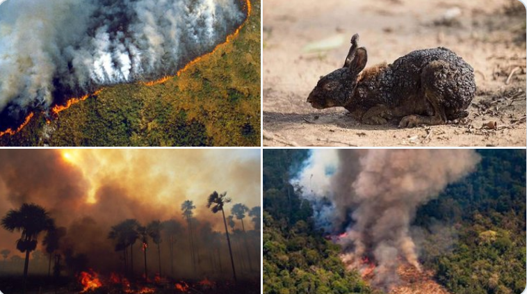 ¿Qué está pasando con los incendios en el Amazonas y por qué son tan graves?