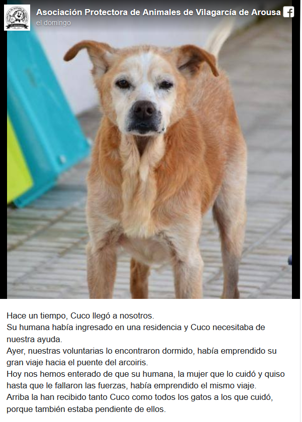 La conmovedora historia de Cuco, el perro que murió el mismo día que su dueña