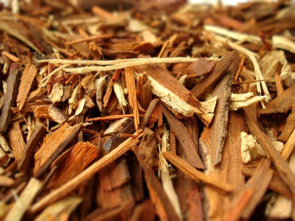 Curiosidades: tintes naturales prehispánicos en México