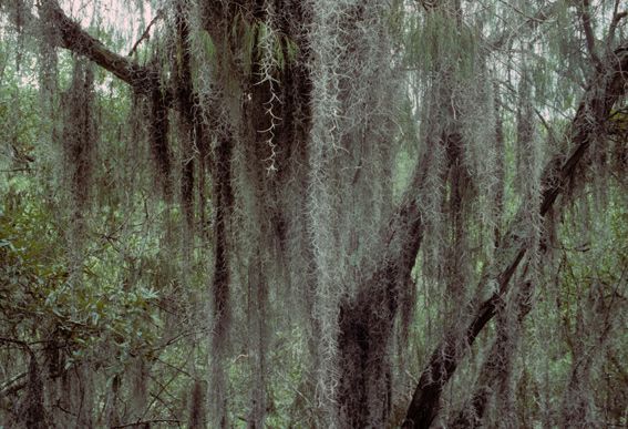 Curiosidades: tintes naturales prehispánicos en México