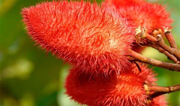 Curiosidades: tintes naturales prehispánicos en México