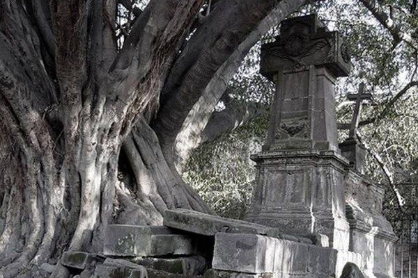 Mitos y Leyendas de México: El árbol del vampiro de Jalisco