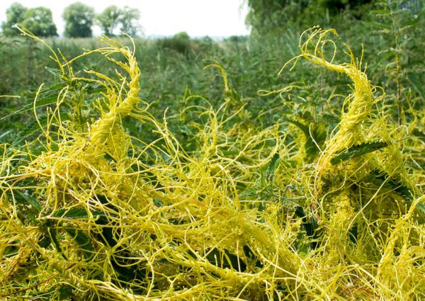 Curiosidades: tintes naturales prehispánicos en México