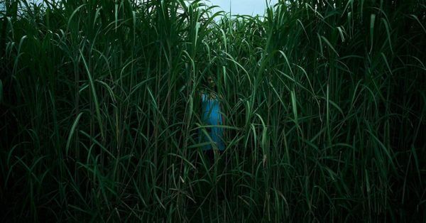 "En la hierba alta" la nueva película de terror de Netflix inspirada en novela de Stephen King