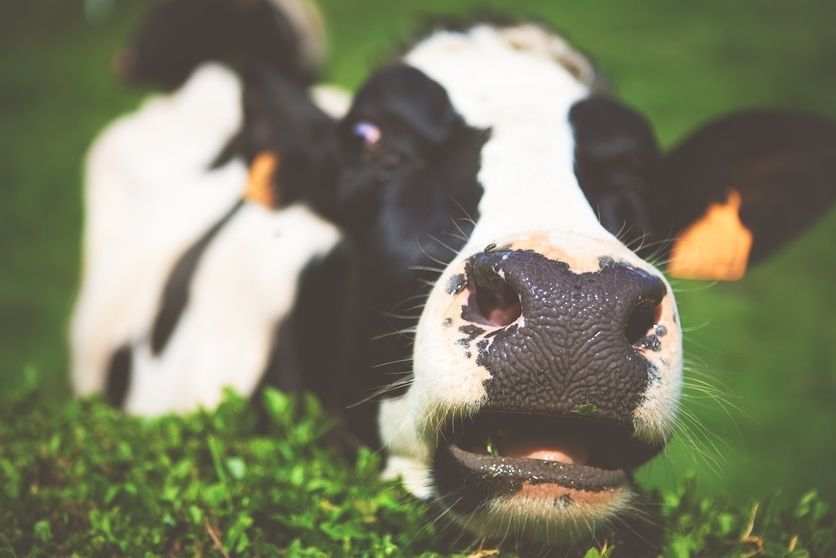 La carne cultivada en laboratorio: la opción alimentaria del futuro vegano