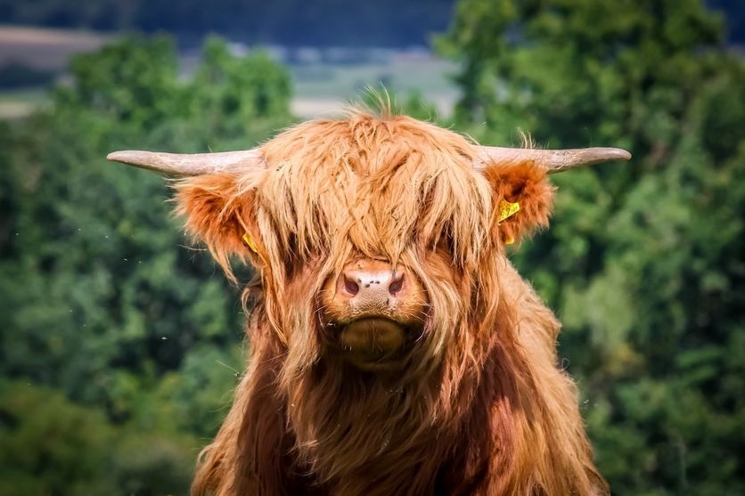 La carne cultivada en laboratorio: la opción alimentaria del futuro vegano