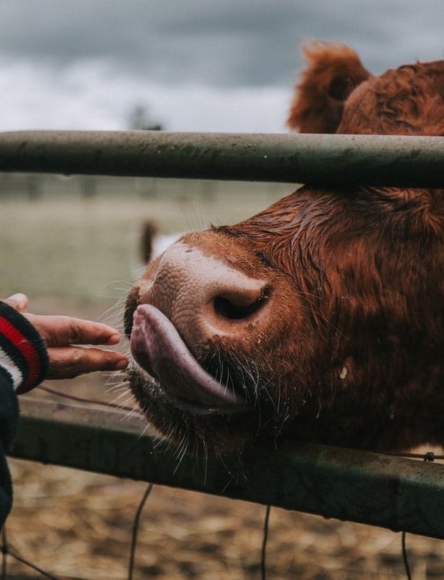 La carne cultivada en laboratorio: la opción alimentaria del futuro vegano