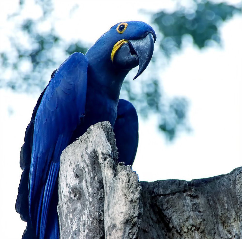 Nace un nuevo guacamayo spix en paraguay