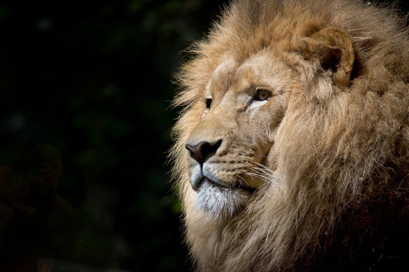 Los animales del mundo se están volviendo más nocturnos para evitar a los humanos