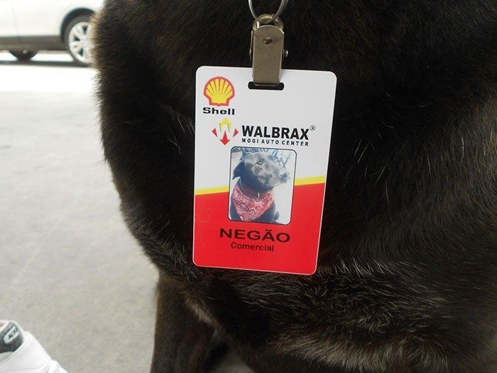 Abandonan a un perro y una estación de servicio lo contrata