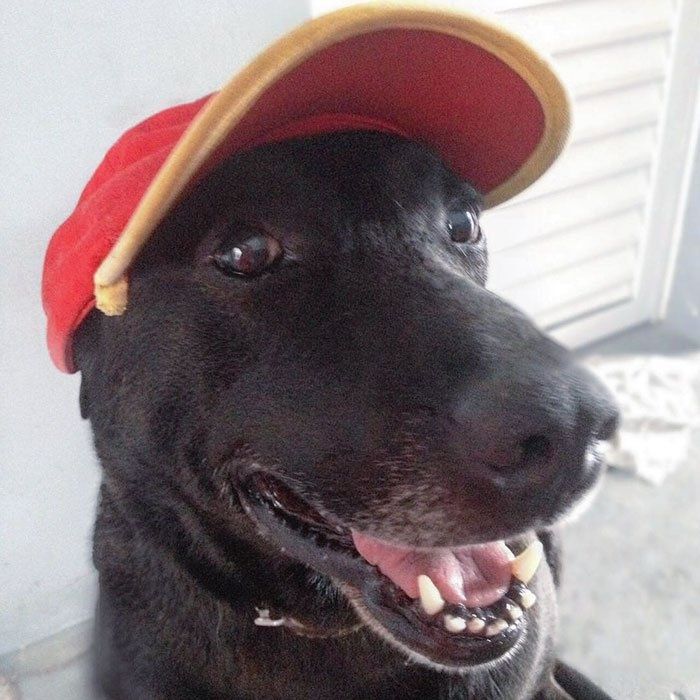 Abandonan a un perro y una estación de servicio lo contrata