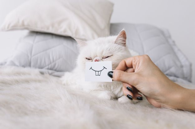 Composición adorable de mascota con gato blanco dormido