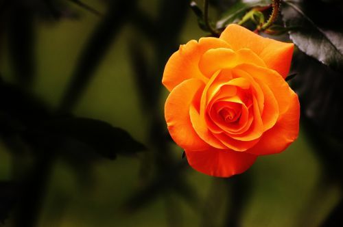 Rosa naranja