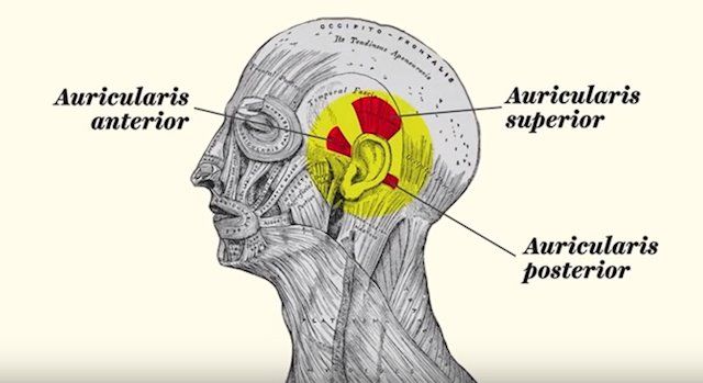 Resultado de imagen para Músculos en las orejas