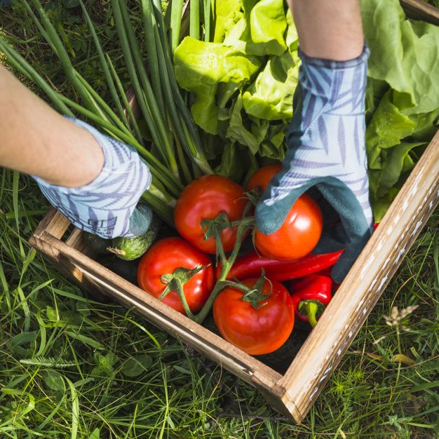 Comer tomate ayuda a bajar de peso