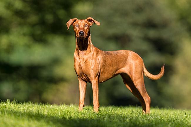 Rhodesian Ridgeback