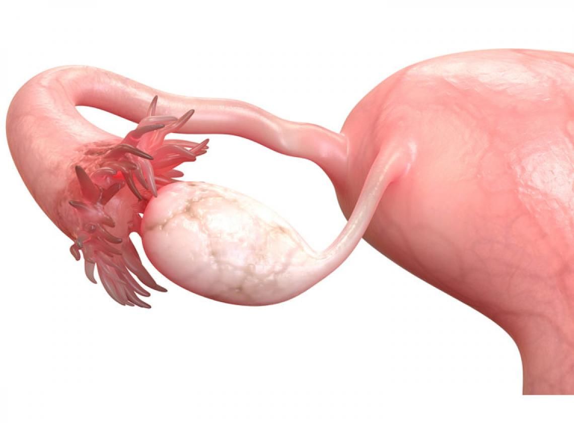 Mitos y verdades que tenés que saber sobre el clítoris