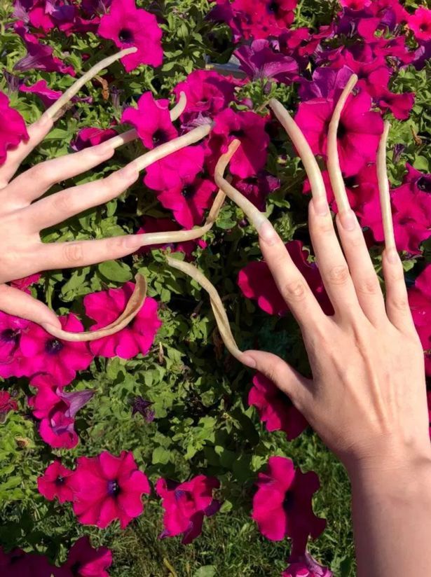 Caters elena-shilenkova-rusa-que-se-dejo-crecer-las-unas-4-anos