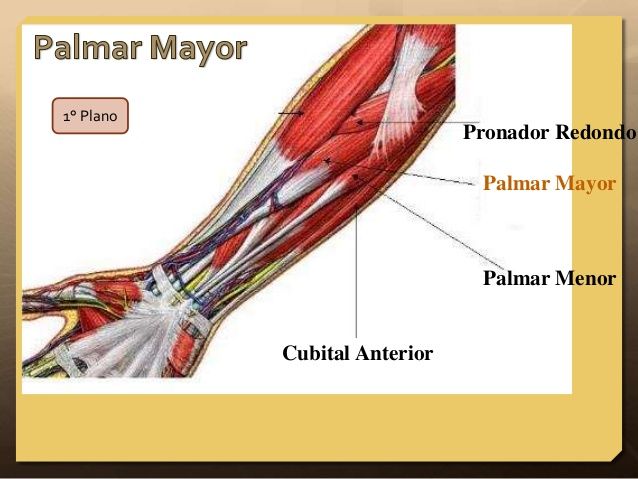 Resultado de imagen para Palmar largo