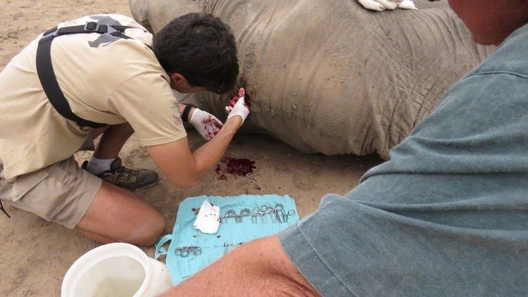 "Pretty Boy", el elefante que recibió un balazo en la cabeza y caminó durante días hasta encontrar ayuda