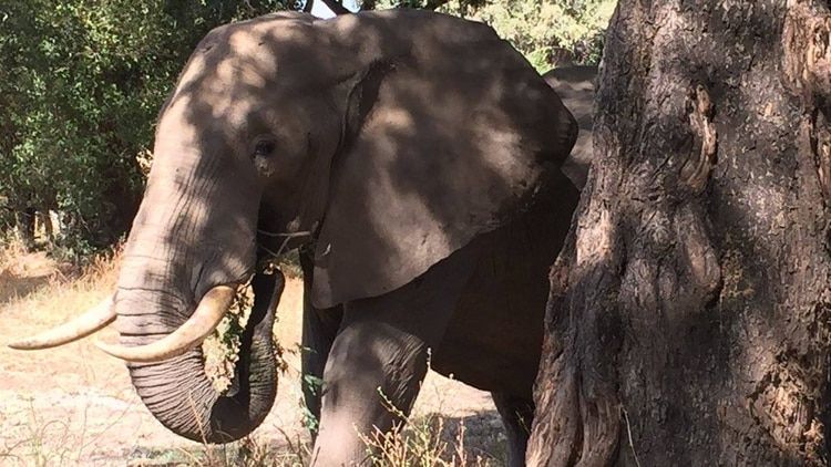 "Pretty Boy", el elefante que recibió un balazo en la cabeza y caminó durante días hasta encontrar ayuda