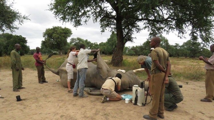 "Pretty Boy", el elefante que recibió un balazo en la cabeza y caminó durante días hasta encontrar ayuda