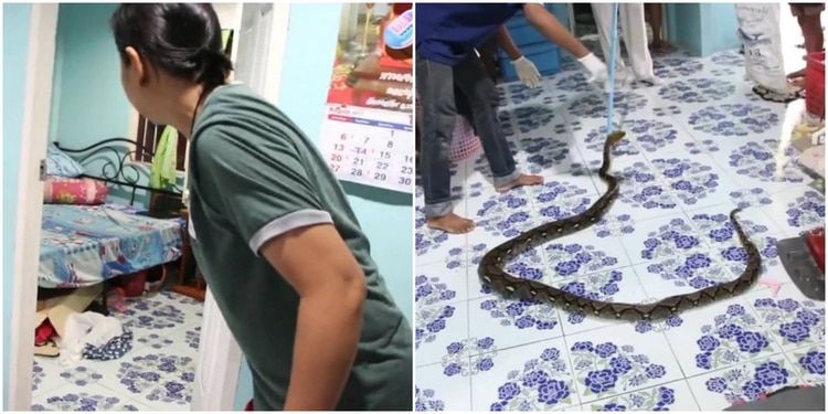 La brutal lucha a muerte de un perro contra una cobra para salvar a su familia en Filipinas
