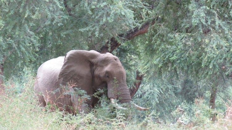"Pretty Boy", el elefante que recibió un balazo en la cabeza y caminó durante días hasta encontrar ayuda