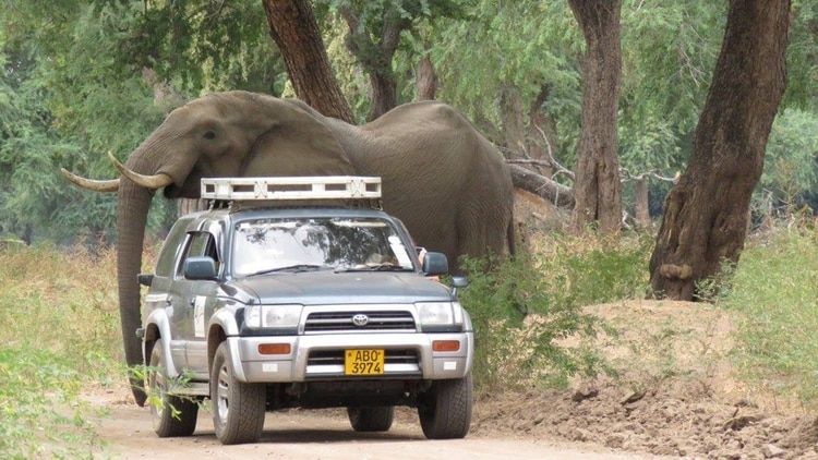 "Pretty Boy", el elefante que recibió un balazo en la cabeza y caminó durante días hasta encontrar ayuda