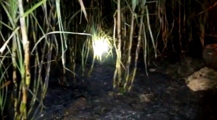 El siniestro fue originado por la quema de caÃ±a en el Ejido Hool, en el municipio de ChampotÃ³n en el estado de Campeche (Foto: captura de pantalla CFE)