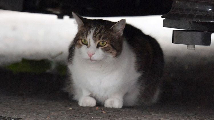 Larry el Gato se refugia de la lluvia debajo de âLa Bestiaâ (Reuters)