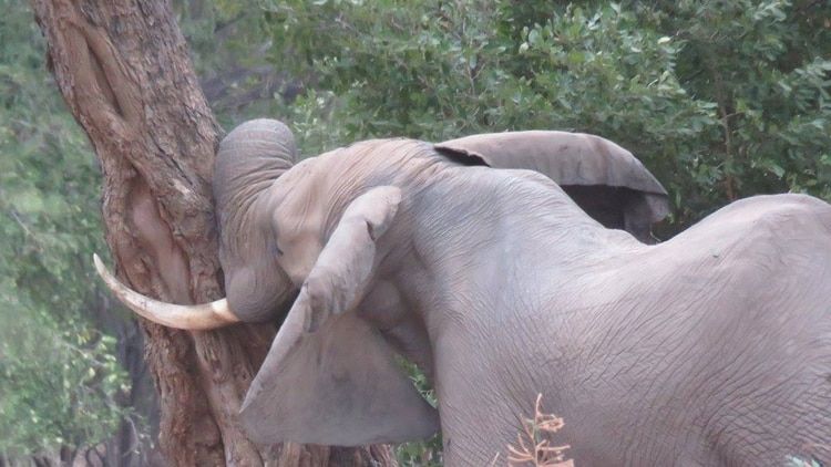 "Pretty Boy", el elefante que recibió un balazo en la cabeza y caminó durante días hasta encontrar ayuda